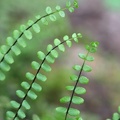 Braunstieliger Streifenfarn (Asplenium trichomanes)