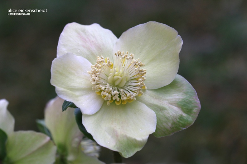 Christrose - Christmas Rose (Helleborus niger) Freiburg.JPG