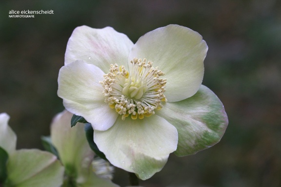 Christrose (Helleborus niger)