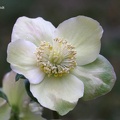 Christrose - Christmas Rose (Helleborus niger) Freiburg.JPG