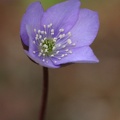 Leberblümchen (Anemone hepatica) 