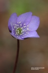 Leberblümchen (Anemone hepatica) 