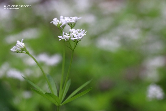 Echter Waldmeister (Galium odoratum)