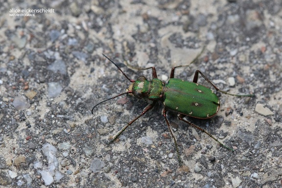 Feld-Sandlaufkäfer (Cicindela campestris)