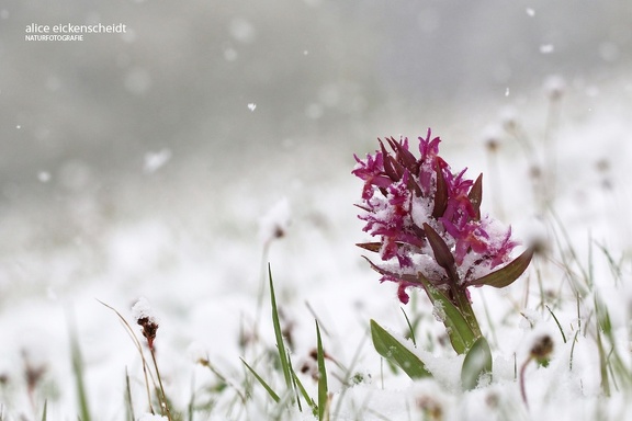 Holunder-Knabenkraut (Dactylorhiza sambucina)