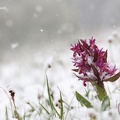 Holunder-Knabenkraut (Dactylorhiza sambucina)