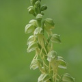 Puppenorchis (Orchis anthropophorum)
