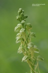 Puppenorchis (Orchis anthropophorum)