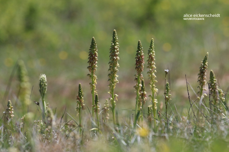 Orchideenwiese - Orchid Meadow
mit Puppenorchis (Orchis anthropophorum) - with Man Orchid (Orchis anthropophorum)
Foto: Alice Eickenscheidt
Ort: Strangenberg, Elsass, Frankreich
Kamera: Canon EOS 70 D, 70-200 mm 1:4 L IS USM (Canon) Puppenorchis - Wiese (Orchis anthropophorum) 3.JPG