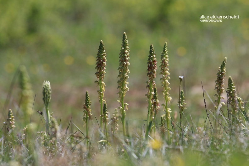 Puppenorchis - Wiese (Orchis anthropophorum) 3.JPG