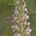 Bocks-Riemenzunge (Himantoglossum hircinum)