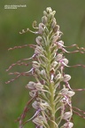 Bocks-Riemenzunge (Himantoglossum hircinum)