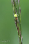 Kürbisspinne (Araniella cucurbitina)