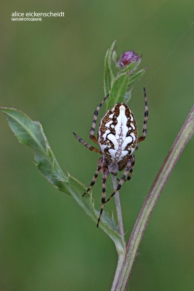 Eichblatt-Kreuzspinne (Aculepeira ceropegia).JPG