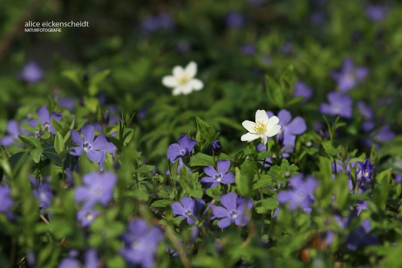 Waldboden - Forest Floor
mit kleinem Immergrün (Vinca minor) und Buschwindröschen (Anemone nemorosa) - with Common Periwinkle (Vinca minor) and Thimbleweed (Anemone nemorosa)
Foto: Alice Eickenscheidt
Ort: Freiburg
Kamera: Canon EOS 70 D, 70-200 mm 1:4 L IS USM (Canon) Waldboden - kleines Immergrün und Buschwindröschen.JPG