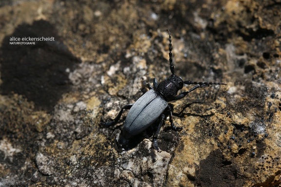 Grauflügliger Erdbock (Dorcadion fuliginator) 