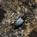 Grauflügliger Erdbock (Dorcadion fuliginator) 