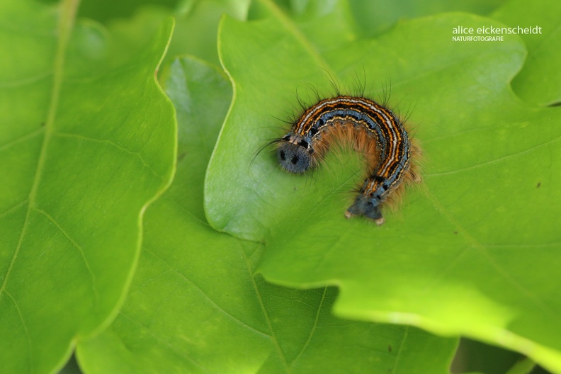 Gemeiner Ringelspinner (Malacosoma neustria)