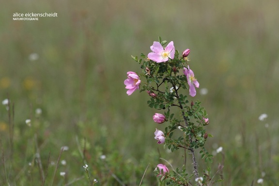 Bibernell-Rose (Rosa spinosissima)