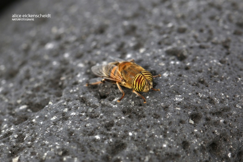Schwebfliege - Band-eyed Drone Fly (Eristalinus taeniops)
Männchen - Male
Foto: Alice Eickenscheidt
Ort: Lanzarote, Playa de Janubio
Kamera: Canon EOS 70 D, EF 100 mm 1:2,8 L IS USM (Canon)
Lanzarote (75) Band-eyed Drone Fly (Eristalinus taeniops) männchen.jpg