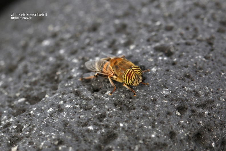 Lanzarote (75) Band-eyed Drone Fly (Eristalinus taeniops) männchen.jpg