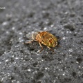 Lanzarote (75) Band-eyed Drone Fly (Eristalinus taeniops) männchen.jpg