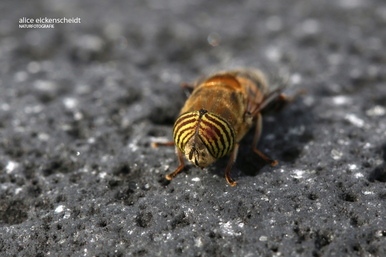 Schwebfliege - Band-eyed Drone Fly (Eristalinus taeniops)
Männchen - Male
Foto: Alice Eickenscheidt
Ort: Lanzarote, Playa de Janubio
Kamera: Canon EOS 70 D, EF 100 mm 1:2,8 L IS USM (Canon) Lanzarote (76) Band-eyed Drone Fly (Eristalinus taeniops) männchen.jpg