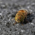 Schwebfliege (Eristalinus taeniops)