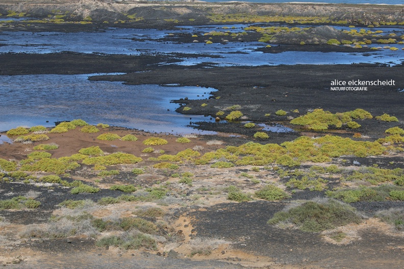 Playa de Janubio