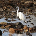 Seidenreiher (Egretta garzetta)