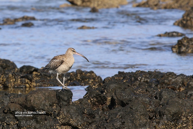 Lanzarote (123) -Regenbrachvogel (Numenius phaeopus).jpg