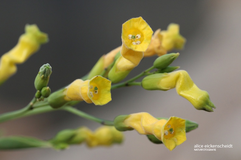 Lanzarote (28) - Blaugrüner Tabak (Nicotiana glauca).JPG