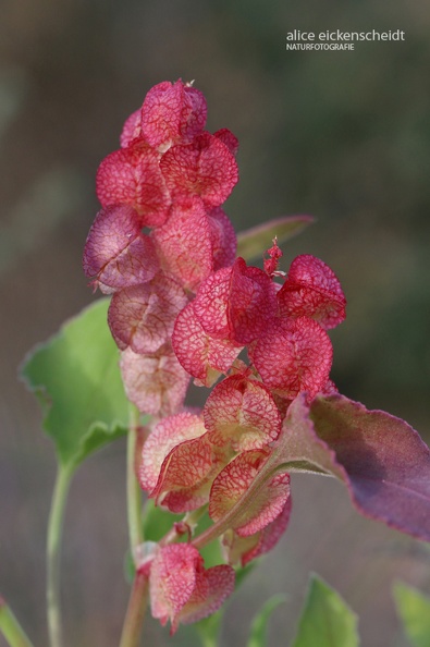 Lanzarote (31) -Kanaren-Ampfer (Rumex lunaria).JPG