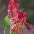 Kanaren-Ampfer (Rumex lunaria)