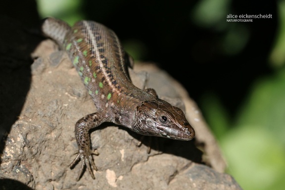 Ostkanareneidechse (Gallotia atlantica ssp. atlantica)