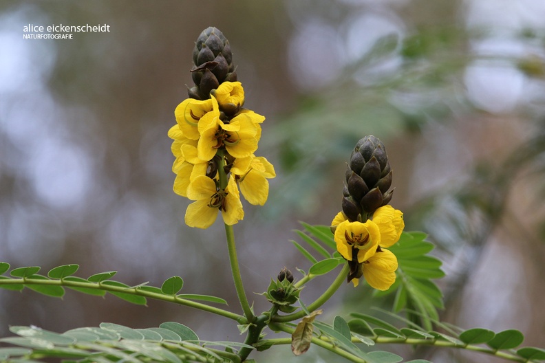 Lanzarote (158) - Kerzenstrauch (Cassia didymobotrya).JPG