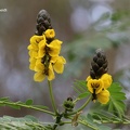 Kerzenstrauch (Cassia didymobotrya)