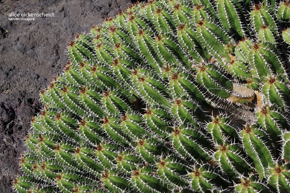 Medizinische Wolfsmilch (Euphorbia officinarum)