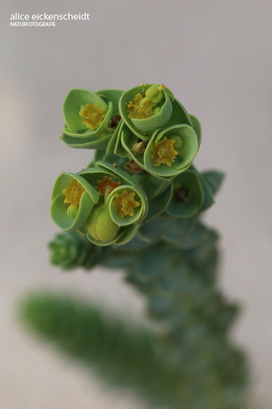 Lanzarote (212) - Strand-Wolfsmilch (Euphorbia paralias).jpg
