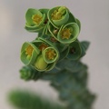 Strand-Wolfsmilch (Euphorbia paralias)
