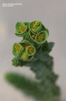 Strand-Wolfsmilch (Euphorbia paralias)