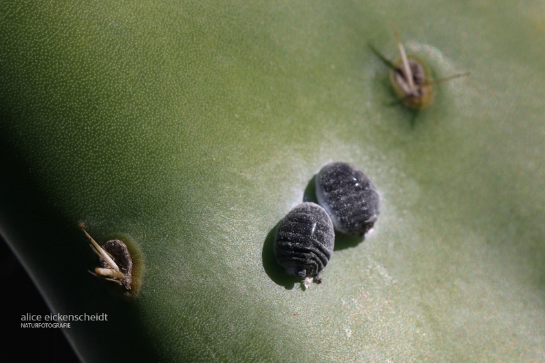 Cochenille (Dactylopius coccus) 