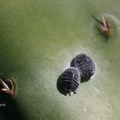 Lanzarote (176) Cochenille (Dactylopius coccus) weiblich.jpg