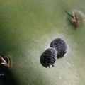 Cochenille (Dactylopius coccus) 