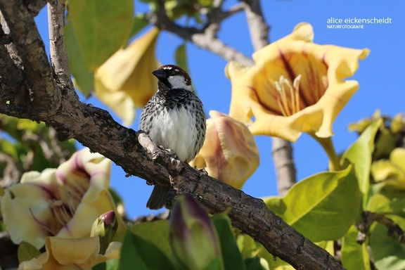 Weidensperling (Passer hispaniolensis)