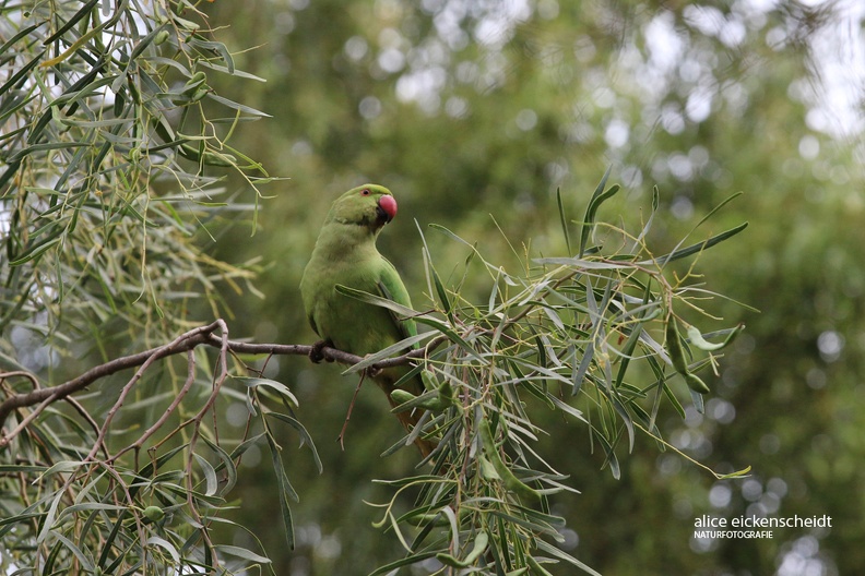 Indischer Halsbandsittich - Ring-necked Parakeet (Psittacula krameri manillensis)
ursprünglich aus Sri Lanka & Indien - native to Sri Lanka & India
Foto: Alice Eickenscheidt
Ort: Lanzarote
Kamera: Canon EOS 70 D, 70-200 mm 1:4 L IS USM (Canon) Lanzarote (160) - Halsbandsittich (Psittacula krameri).jpg