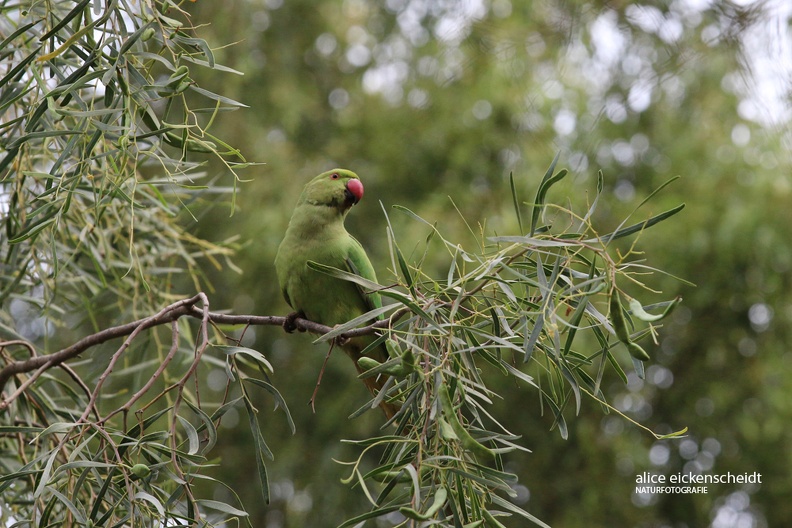 Indischer Halsbandsittich (Psittacula krameri manillensis)