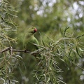 Indischer Halsbandsittich (Psittacula krameri manillensis)