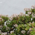 Geldbaum (Crassula ovata)