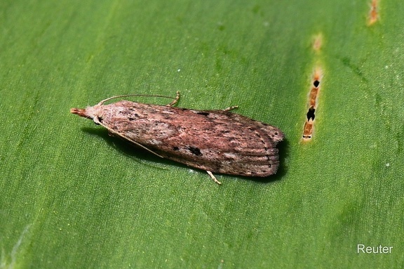 Hummel-Wachsmotte (Aphomia sociella)